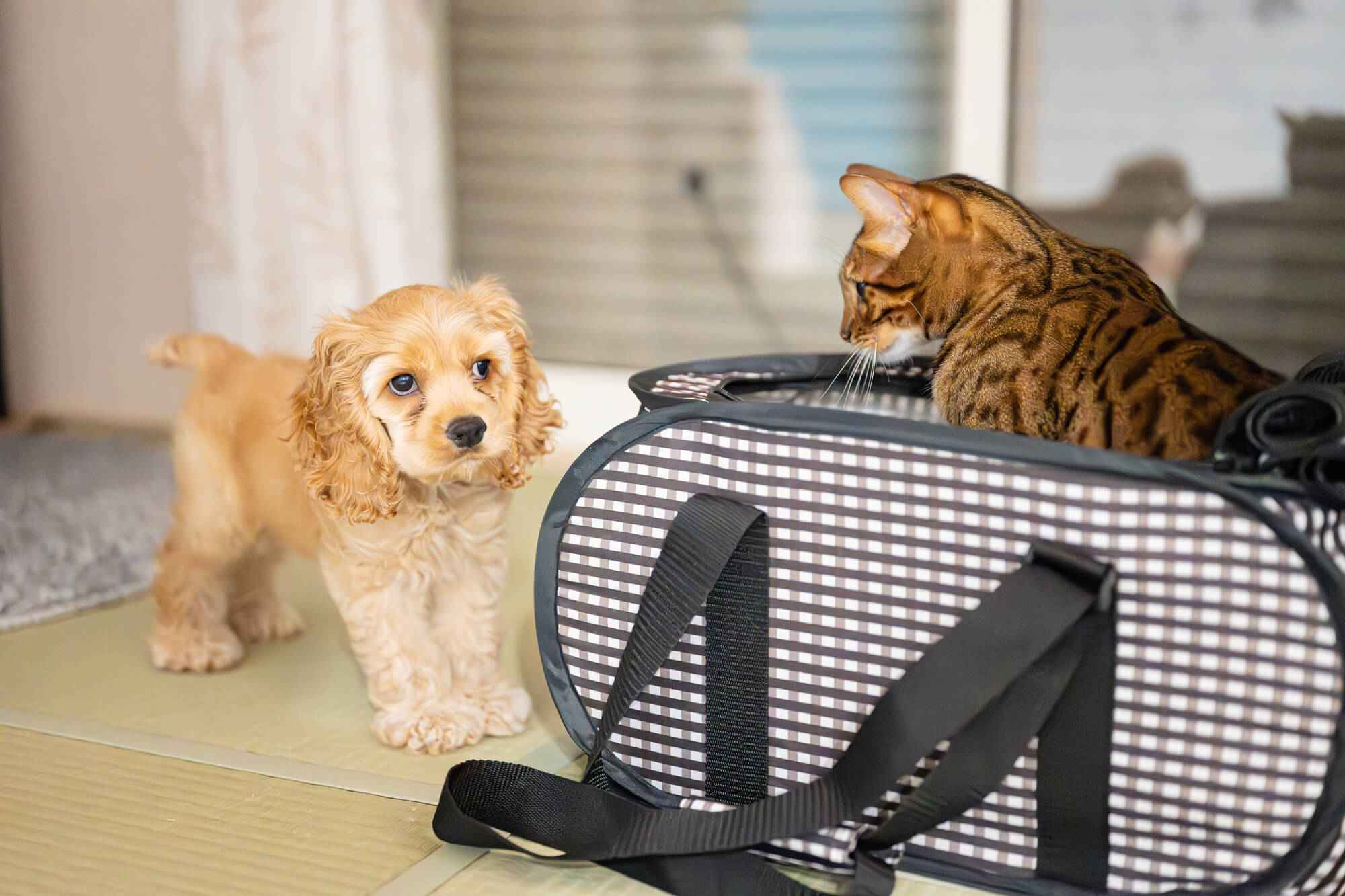 アメリカンコッカースパニエル激怒症とは？正しく知って不安を減らそう